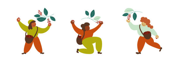stockillustraties, clipart, cartoons en iconen met set of vector illustrations with diversity happy coffee pickers harvesting ripe red berries - coffee illustration plukken