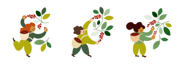 stockillustraties, clipart, cartoons en iconen met reeks vectorillustraties met gelukkige koffieplukkers die rijpe rode bessen van oogsten - coffee illustration plukken