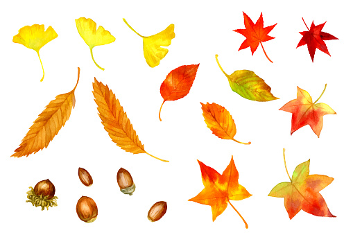 A set of vector image of autumn leaves and acorns
