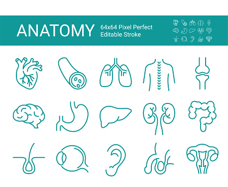 Set of vector line icons of anatomy for web and apps. Editable vector stroke. 64x64 Pixel Perfect.