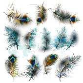 A collection of vector realistic peacock feathers for design