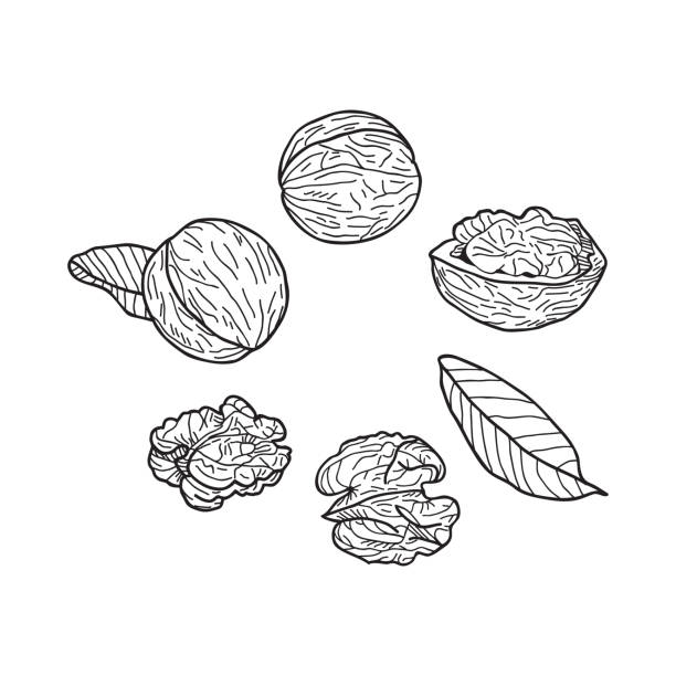 Walnut Tree Illustrations, Royalty-Free Vector Graphics & Clip Art - iStock