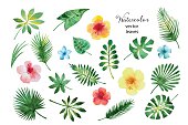 Set of watercolor green leaves and hibiscus flowers isolated on white background, vector illustration.