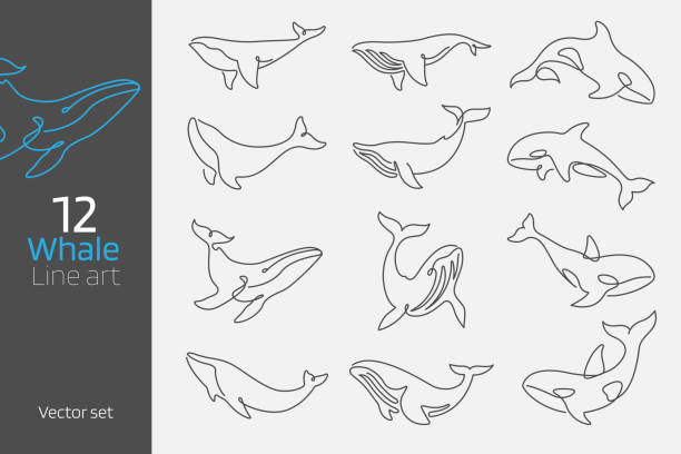Set of whale continuous line art vector illustration Set of whale continuous line art vector illustration for brand and logo design or tattoo minimal and contour lines concept. simple fish drawings stock illustrations