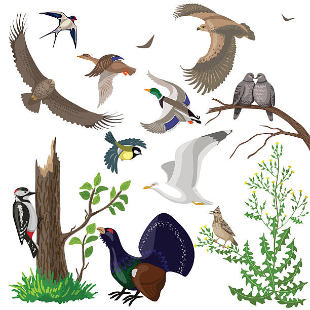 ilustrações de stock, clip art, desenhos animados e ícones de conjunto de aves selvagens - grouse flying