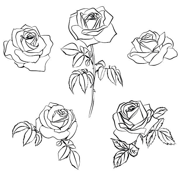 Rose Tattoo Stencil Drawings Illustrations, Royalty-Free ...