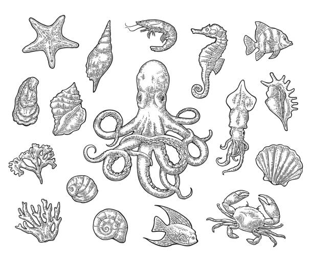 海の動物を設定します。貝殻、サンゴ、カニ、エビ、星、魚、タコ - イカ点のイラスト素材／クリップアート素材／マンガ素材／アイコン素材