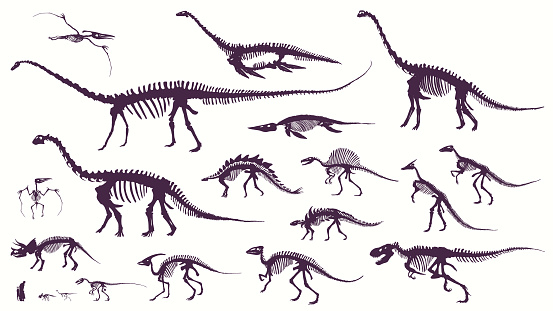 Set, silhouettes, dino skeletons, dinosaurs, fossils.
