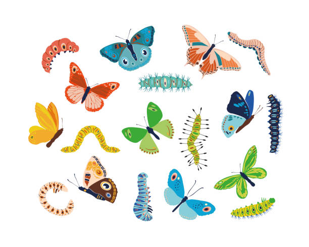 ilustrações, clipart, desenhos animados e ícones de definir borboletas coloridas e lagartas de primavera e verão. diferentes silhuetas fofas em fundo branco. para cartão festivo, logotipo, crianças, padrão, tatuagem, decorativo, conceito. ilustração vetorial - lagarta