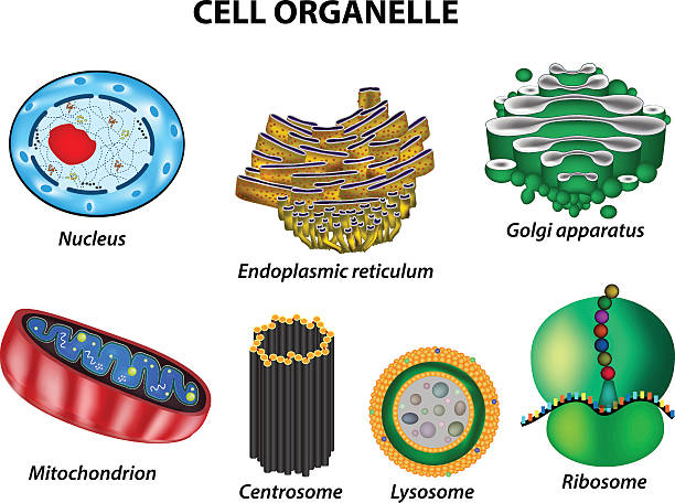 Set the cell organelles. Nucleus, Golgi apparatus, mitochondria, centrosome, lysosome, Set the cell organelles. Nucleus, endoplasmic reticulum, Golgi apparatus, mitochondria, centrosome, lysosome, the ribosome. Infographics Vector illustration on isolated background endoplasmic reticulum stock illustrations