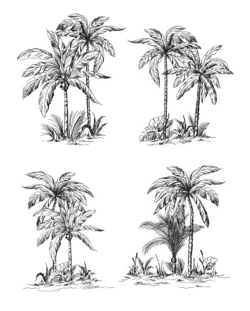Set tropical palm trees with leaves Set tropical palm trees with leaves, mature and young plants, black silhouettes isolated on white background. Sketch design. beach drawings stock illustrations