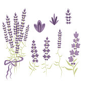 Set Vector Elements for  Lavender design in the style of Provence, lavender flowers to create a romantic gentle compositions.