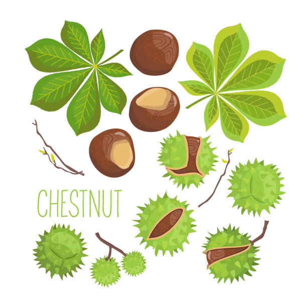 CHESTNUT ELEMENTS set Set of elements of horse chestnut: green leaves, nuts, branches. Vector, white background, isolated. horse chestnut tree stock illustrations