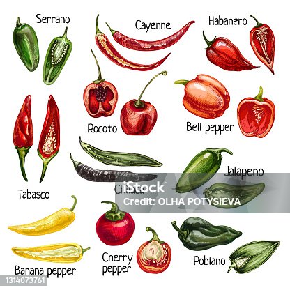 istock Set whole and half different pepper. Vector vintage hatching color illustration 1314073761