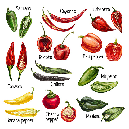 Set whole and half different pepper. Cayenne, cherry, chilaca, poblano, rocoto, serrano, tabasco, bell, jalapeno, habanero. Vector vintage hatching color illustration isolated on white