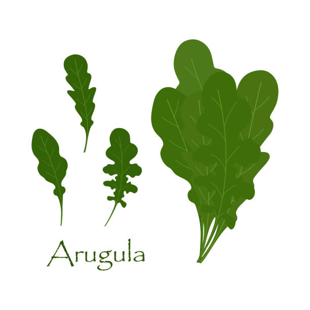 set with arugula set of leaves of green arugula on white, background of separate different leaves and bunch of ruccola arugula stock illustrations