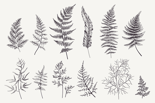 Set with fern leaves. Vector botanical illustration. Black and white.