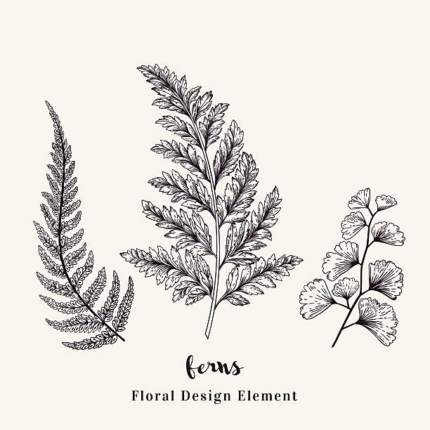 Set with ferns. Set with ferns. Plants with leaves isolated on white background. Vector design elements. Black and white. fern stock illustrations