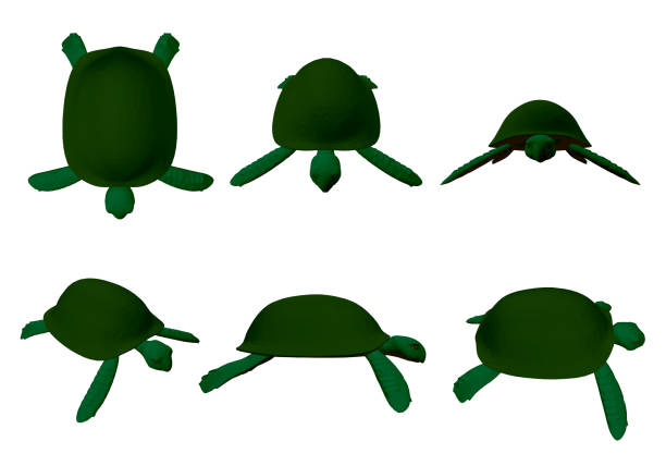 Set with green turtles Set with green turtles. 6 turtles in different positions. 3D. Vector illustration. stylized underwater nature set of icons stock illustrations