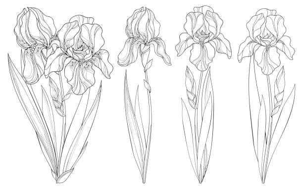 Iris Plant Flower Outline Silhouette Illustrations, Royalty-Free Vector ...
