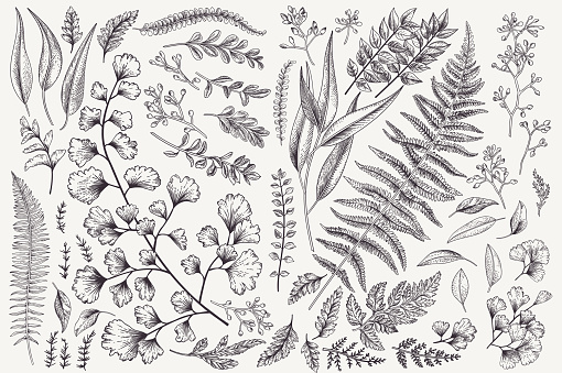 Set with leaves. Botanical illustration. Fern, eucalyptus, boxwood. Vintage floral background. Vector design elements. Isolated. Black and white.