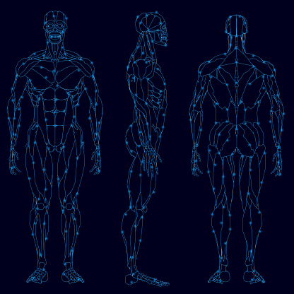 Set with the contours of the muscular structure of a person from blue lines isolated on a dark background. Front, side, back view. Vector illustration