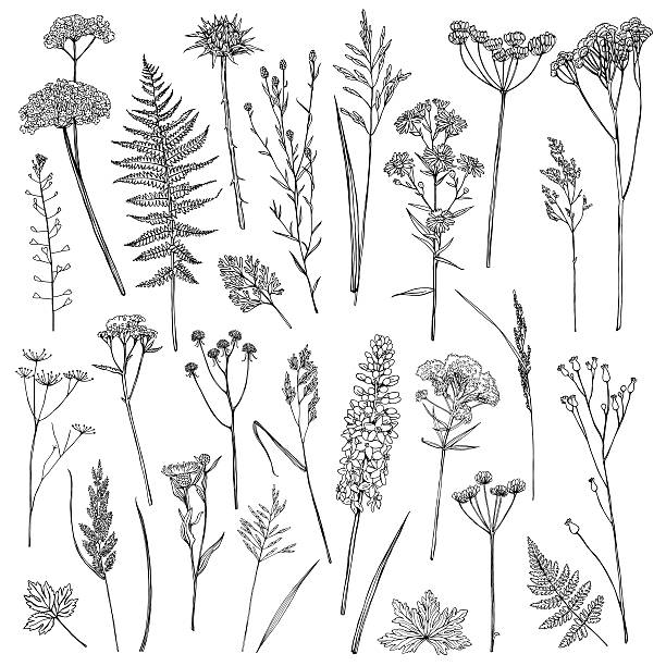 Set with wildflowers Set of illustrations of plants. Sketch. Freehand drawing. grass illustrations stock illustrations