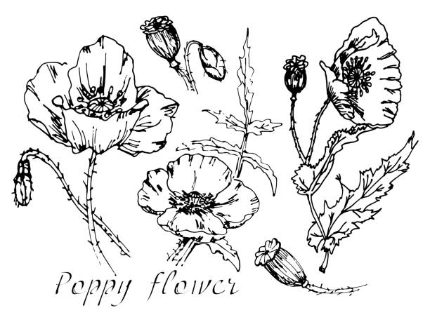 seth poppy flower. hand-drawn inflorescences and seed pods of a poppy flower. outlines in black. - pearl harbor stock illustrations