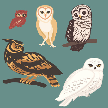 Several species of Owls