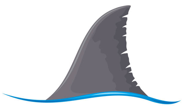 Shark fine Shark fin vector icon animal fin stock illustrations