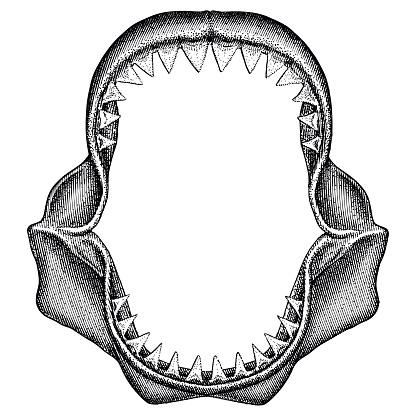 Shark Jaws - Great White
