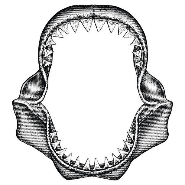 Shark Jaws - Great White Illustration of Great White Shark Jaws in a woodcut style animal teeth stock illustrations