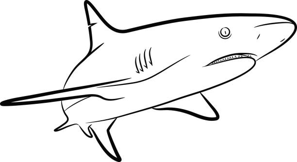 Line Art Shark : Royalty free tiger shark clip art vector images