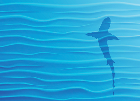 Shark silhouette in blue water