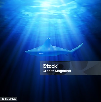 istock Shark Underwater 1351709629
