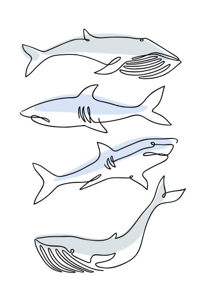 shark2_ 3 simple fish drawings stock illustrations