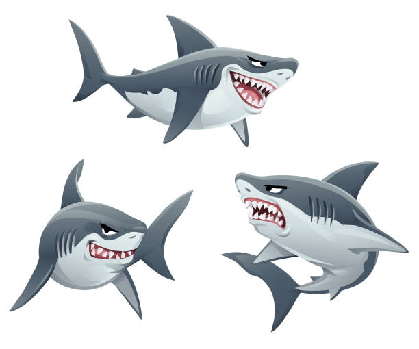Sharks Vector illustration of three different sharks isolated on white. shark stock illustrations