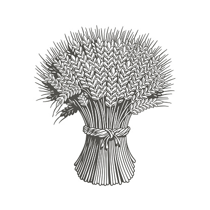Sheaf of wheat enagraving or etching. Ears of wheat, barley or rye. Monochrome vector illustration.