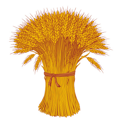 Sheaf of wheat enagraving or etching. Ears of wheat, barley or rye. Vector illustration.