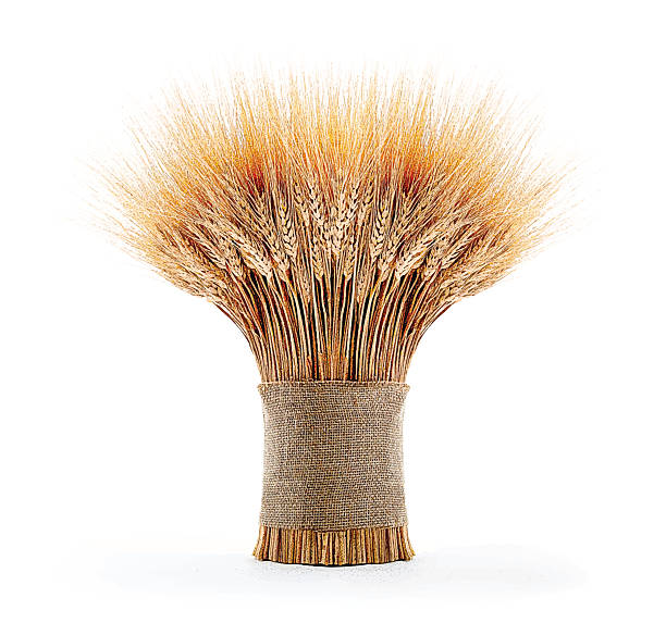 Sheaf Of Wheat Color Mezzotint illustration of a beautiful wheat bundle bundle stock illustrations