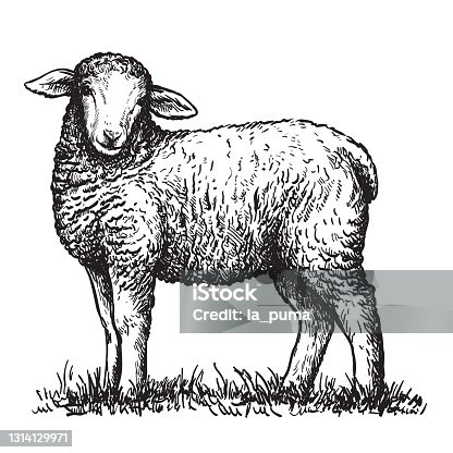 istock sheep breeding. a young lamb grazes in the meadow. vector illustration isolated on white background 1314129971
