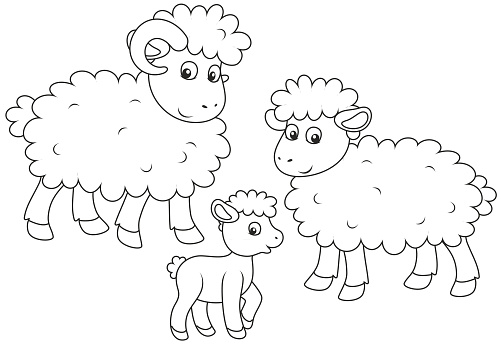 Sheep, lamb and ram