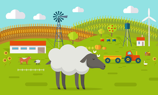 Sheep on Farmyard Concept Illustration.