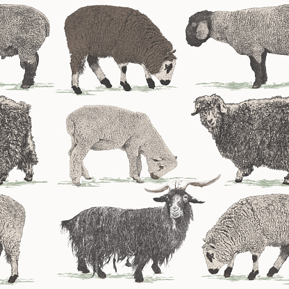 Sheep Repeat Pattern
