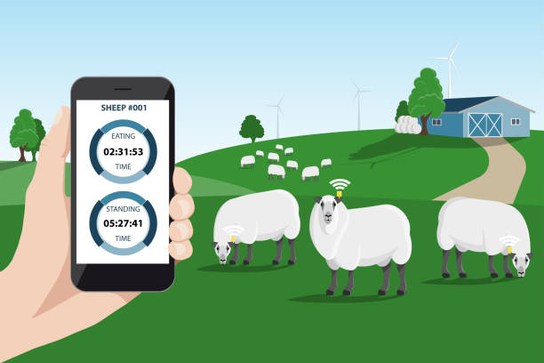 illustrazioni stock, clip art, cartoni animati e icone di tendenza di monitoraggio del tracciamento delle pecore in una fattoria intelligente. - alpeggio