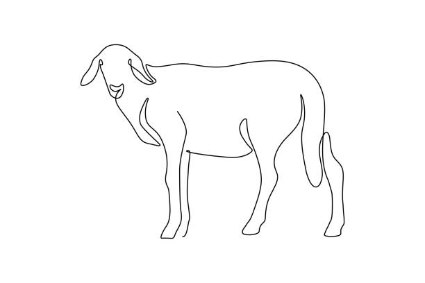 양 - 동물 한 마리 stock illustrations