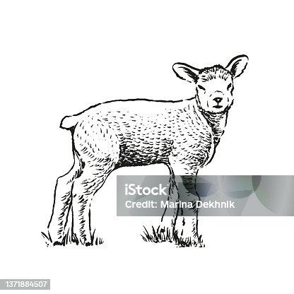istock Sheep 1371884507