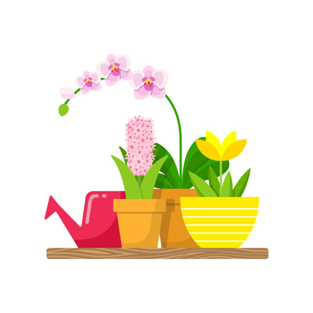 bildbanksillustrationer, clip art samt tecknat material och ikoner med hylla med hem växter och en vattning kan för blommor. - red hyacinth
