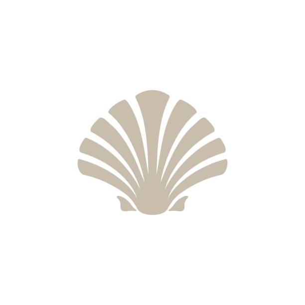 Shell / Oyster / Scallop design inspiration image description seashell stock illustrations