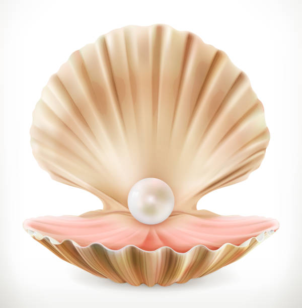 Shell with pearl. Clam, oyster 3d vector icon  pink pearl stock illustrations